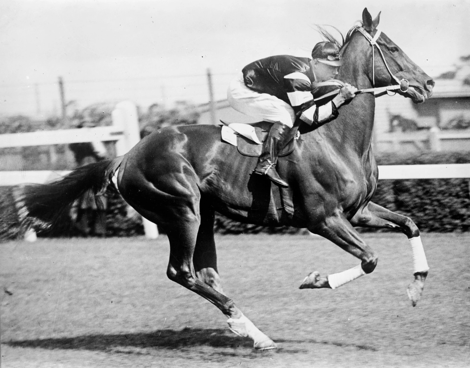 Phar Lap - Legendarni dirkalni konj